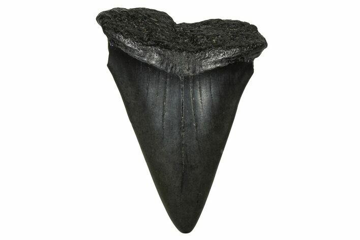 Fossil Broad-Toothed Mako Tooth - South Carolina #374784